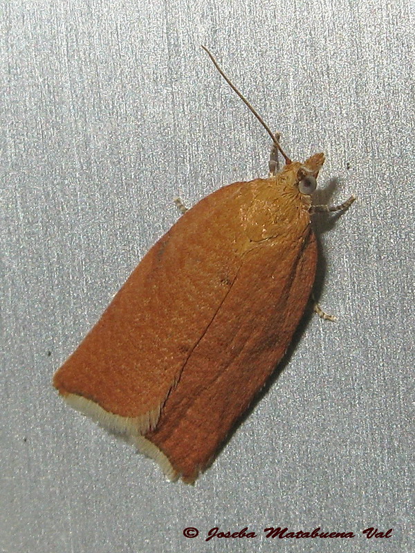 Clepsis consimilana - Tortricidae ? S